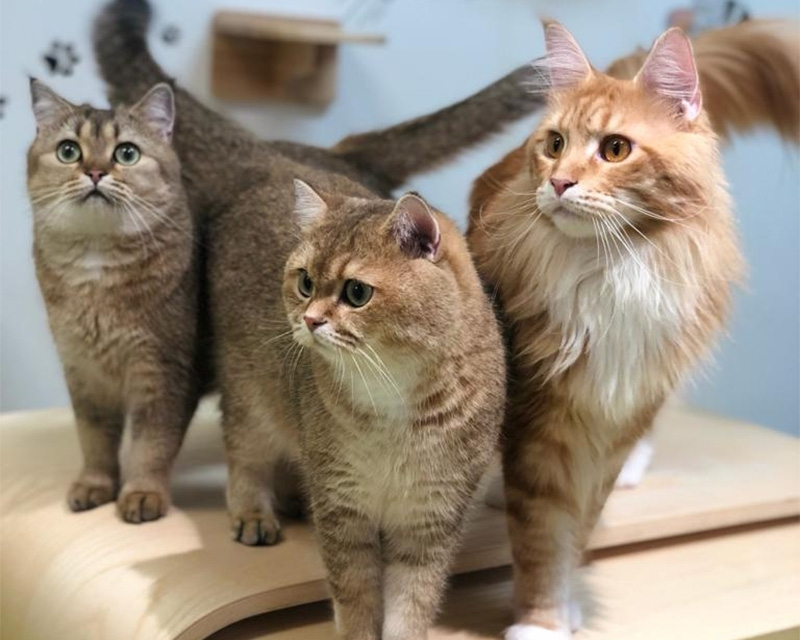 cat_800x640
