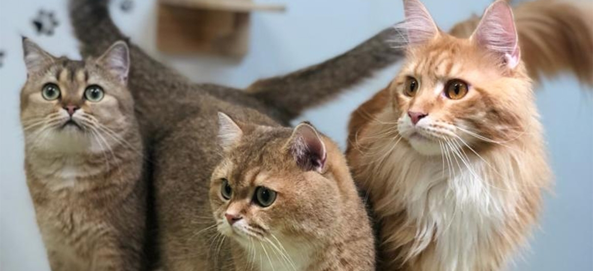 cat_1160x530