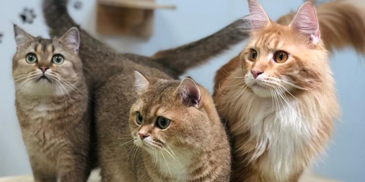 cat_1200x600